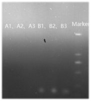 核酸清除劑去除核酸效果圖
