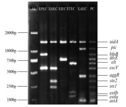 五種致瀉大腸埃希氏菌與陽性對照電泳圖