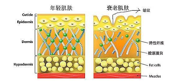 重組膠原蛋白檢測皮膚